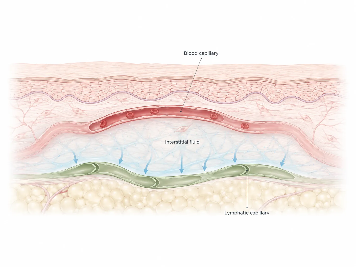 Cross section diagram of skin tissue showing a blood capillary, interstitial fluid gathering around the cells, and a lymphatic capillary collecting the excess fluid.