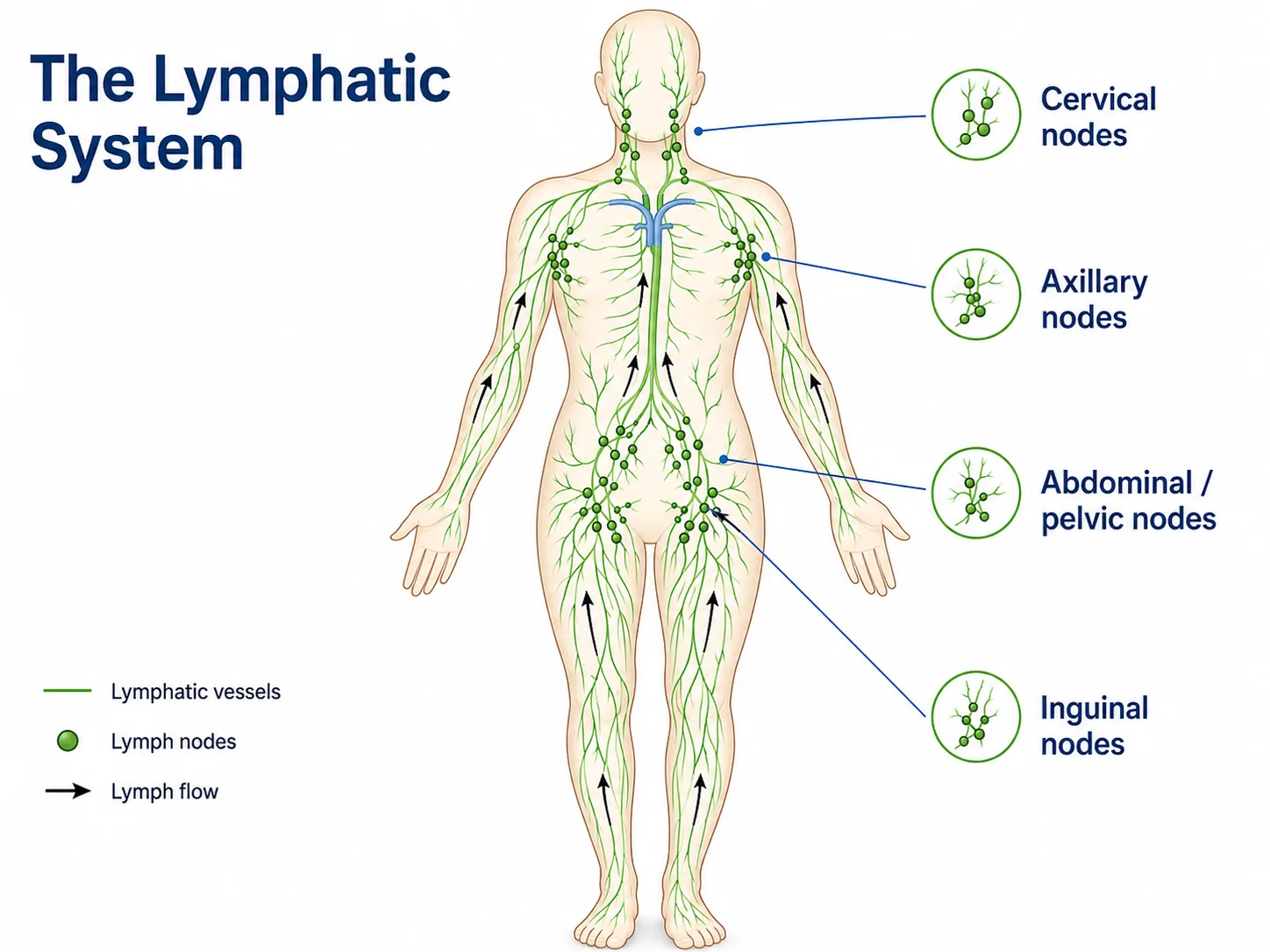 Diagram of the human lymphatic system showing lymphatic vessels, the direction of lymph flow, and the cervical, axillary, abdominal and pelvic, and inguinal lymph node groups.